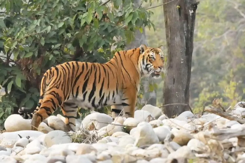 Qutub Minar – Historic Marvel Among the Top 10 Must Visit Places in Delhi